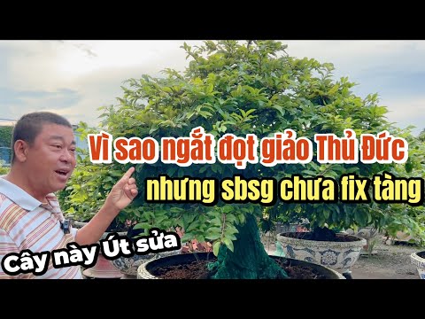 Tình hình làm nụ 24/8AL ở vườn mai Phương Bình vì sao ngắt đọt giảo Thủ Đức nhưng SBSG chưa fix tàng