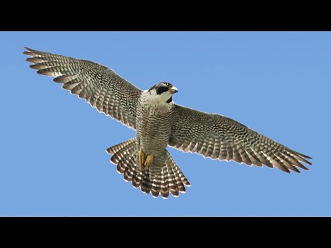 RE-UPLOAD:  Trump, The Falconer (part 1, edited)