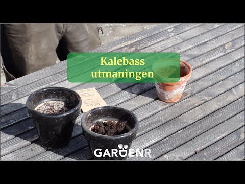 Den stora Kalebassutmaningen - Trädgårdshacks med GardenR