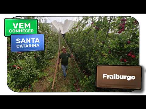 Fraiburgo (SC): colheita de maçã, castelo e experiências incríveis - Vem Conhecer SC