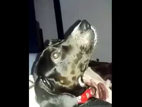 Cachorro pedindo carinho.