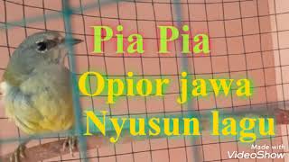 Download lagu Burung Opior jawa nyusun lagu Gacor mp3