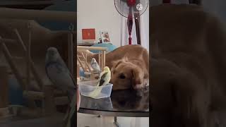 Bird’s と一緒に遊びたいゴールデンレトリバー！@自分の大きさ分からず怒られる😂