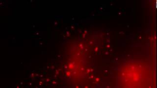 Beautiful red floating particles background video