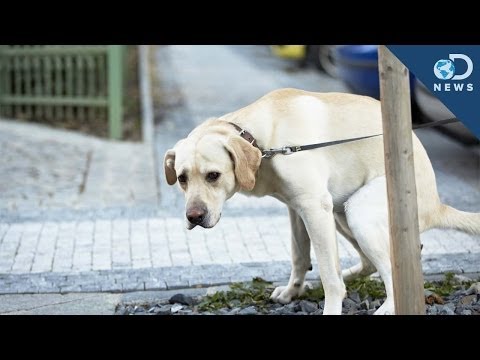 養狗的看過來!為什麼狗狗在拉屎前要先轉圈圈? (Why Dogs Spin Before They Poop)