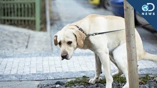 Why Dogs Spin Before They Poop