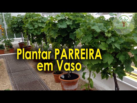 , title : 'Plantar Parreira de Uvas em Vaso para sua casa'