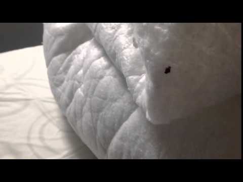 Client in Freehold relieved after quickly resolving bed bug problem - Bed Bug Removal in Freehold, NJ