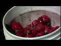 Seth Bernard - Natural Remedy Rag [OFFICIAL VIDEO]