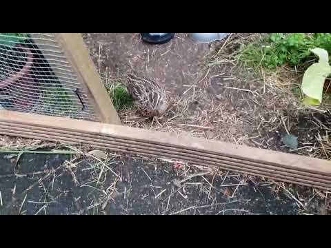 Alexander quail 🙂🙂🐦