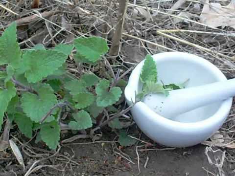 Catnip as a mosquito repellent