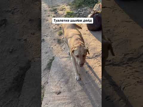 zvezda❤️‍🩹🦮 #labrador