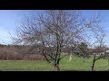 How to Prune A Really Neglected Apple Tree