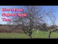 How To Prune A Really Neglected Apple Tree