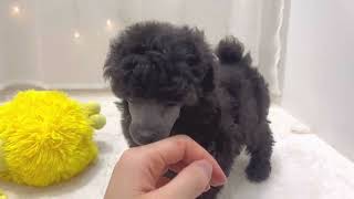 トイプードルの動画01