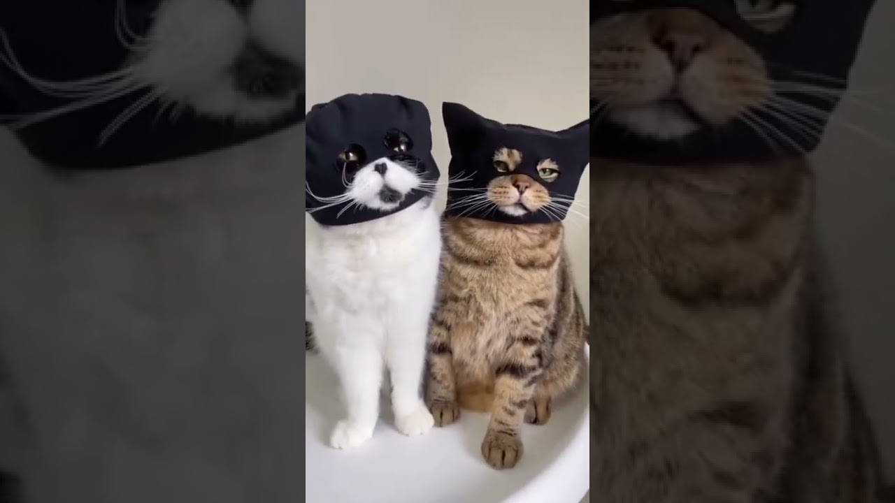 Pakai topeng duyu #batman #mask #topeng #kitty #cat #kitten #kucing #funvideo #gemesin