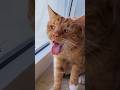 Cats Vs Animals Funny Catvideos Catshorts Cat