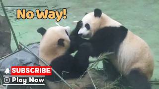 You’ve Got A Long Way To Go! | iPanda