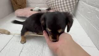 ハーフ犬の動画01