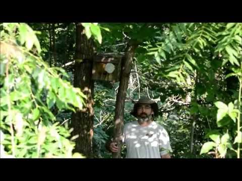 Catching a Swarm in a Bait Hive