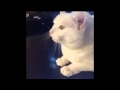 What is love Haddaway dancing cat 1 Hour 