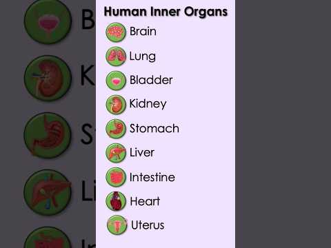 Human Inner Organs