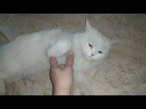 my cute cat megi by Samina Arshad . ...