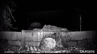 Raccoon Quickly Escaping from Harbor Freight Trap