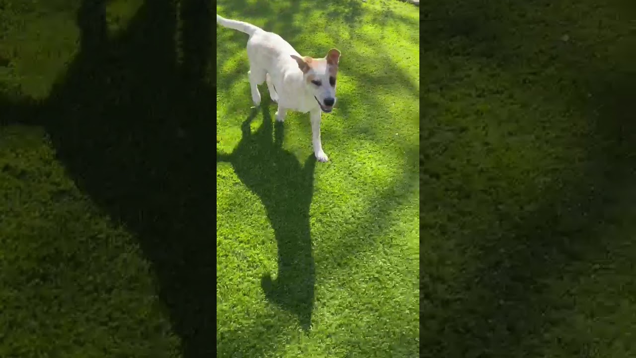 Ozzie, a ADOPTABLE mixed breed in Southport, CT video 2/6