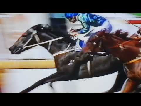 Golden Slipper 1986 Bounding Away 