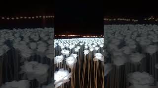10000 Roses Cafe at Cordova Lapu-Lapu City #shorts #adventure #10000roses