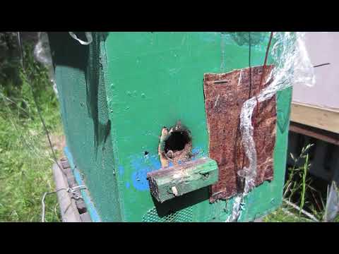 Пчеловодство. Роеловство. Дрессированные пчёлы выполняют команду пчеловода. #пчеловодство #Shorts