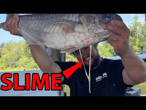 World's NASTIEST but BEST TASTING Fish! {Barrel Fish Catch, Clean, & Cook}