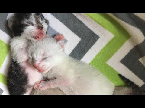 Scope's First Kitten to Open Eyes!! 7 Day Old Kittens Close Up!