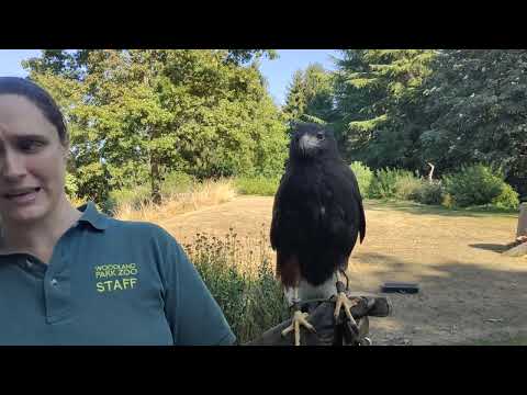 Wow! Look at Cisco, the #hawk @woodlandparkzoo #bird #predator #zoo #seattle #america