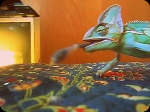 Dorian Green the Chameleon eats a worm in SLOW MOTION