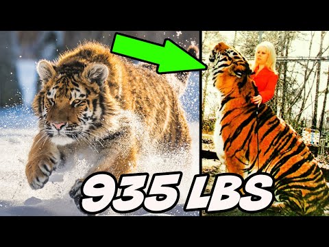 The Biggest TIGER in the World! - 10 Random Facts About Tigers