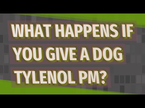 What happens if you give a dog Tylenol PM?