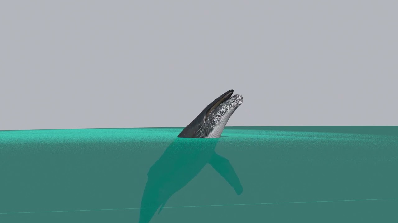 Accurate Humpback Whale 8K - 3d animated 3D Model