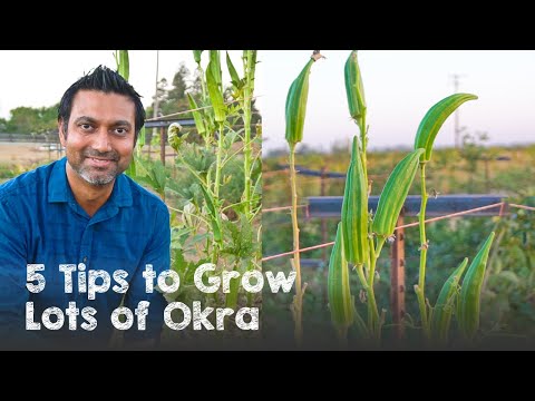 , title : '5 Tips to Grow Lots of OKRA | Ladyfinger Bhindi'