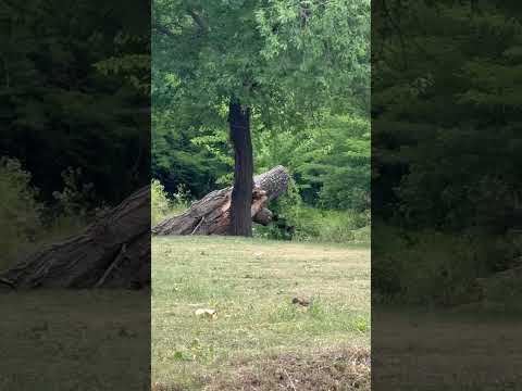 Casa Grande Córdoba. Garza bruja🪿
