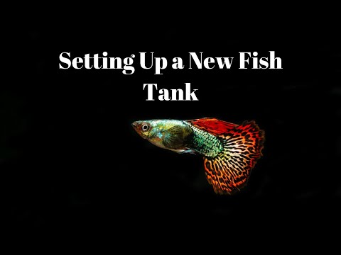 Setting Up a New Fish Tank