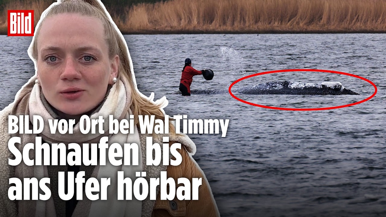 OSTSEE: Wal Timmy kämpft weiter – Schnaufen bis ans Ufer hörbar!