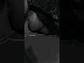 Neck Kiss Romantic Songs ️ Lovestatus Youtubeshorts Love Reelsinstagram Kaifikhalil
