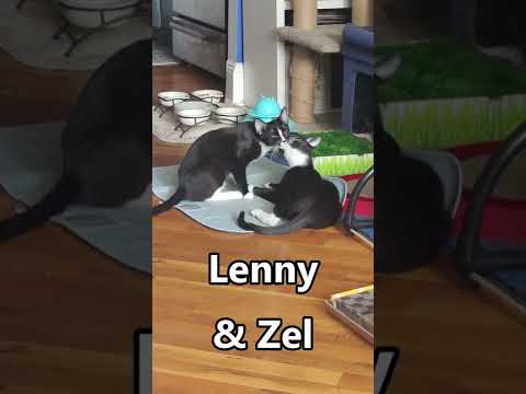Lenny and Zel, an adopted Domestic Short Hair in Brooklyn, NY_image-1