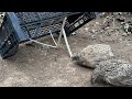 Super Simple Bird Trap From A Box Caught Some Quails