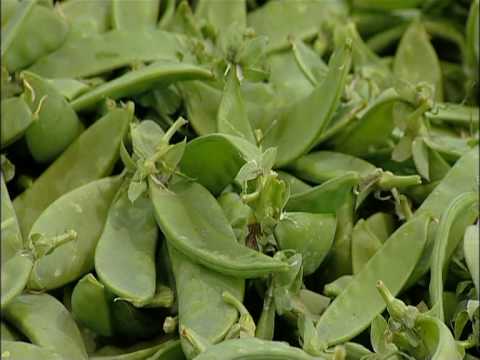 Listeria and pregnancy