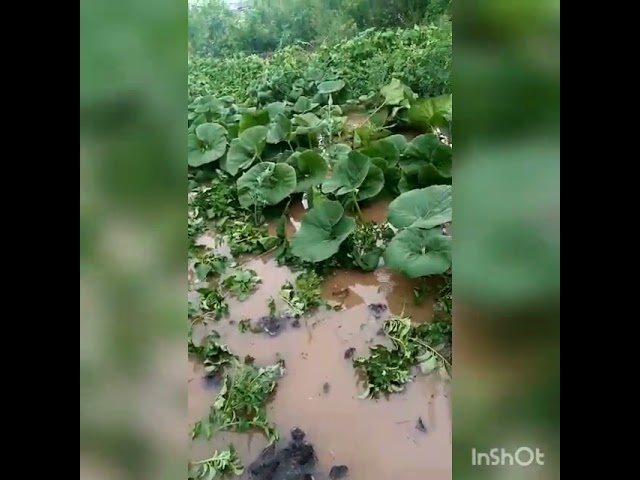 Балык Бистәсенең Олы Солтан авылында көчле яңгыр елгаларны агызган