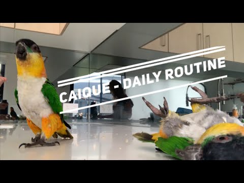 Thinking of Getting a Caique? Watch This - Day to Day Caique Routine