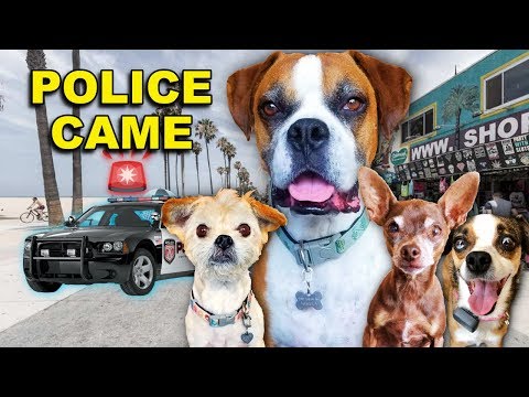 Dejo que mis perros me acompañen por un día